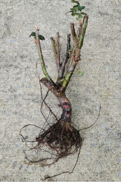 Троянда англійська Хеппі Піано (English rose Happy Piano)- г.к/вис.20-30см/Ø15-20см/2роки